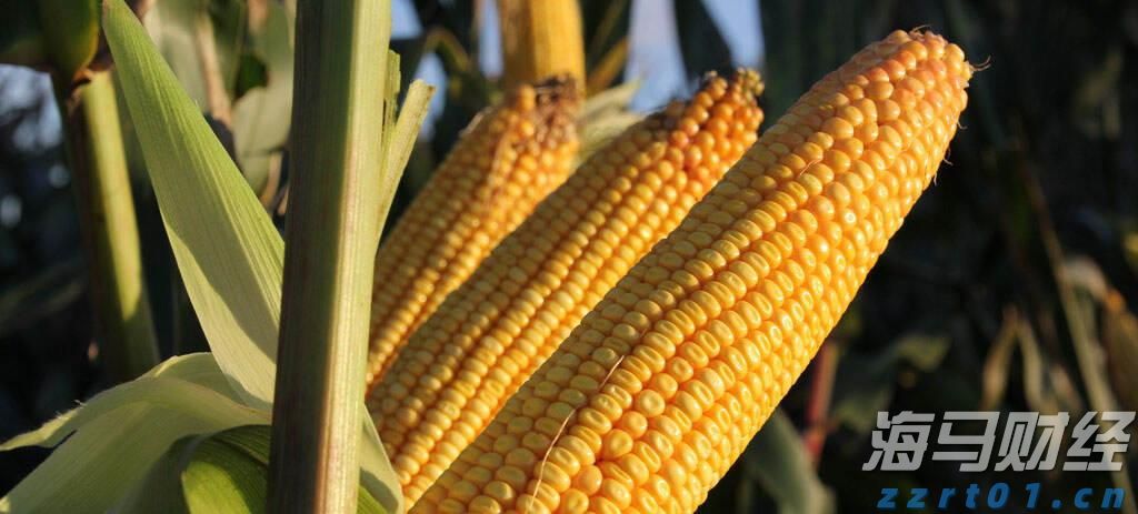 林诗栋、孙颖莎等获得WTT香港总决赛参赛资格